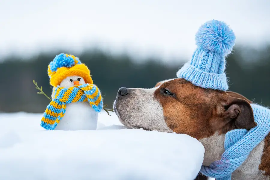 Keep Fido's Paws Happy This Winter with This Easy DIY Paw Balm